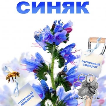 синяк обыкновенный
